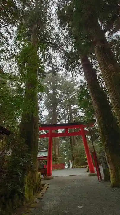 箱根神社の鳥居