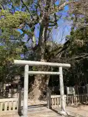 伊弉諾神宮の鳥居