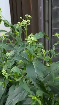 行願寺（革堂）(京都府)