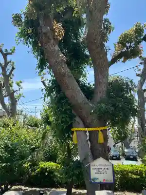 綱敷天満宮の自然