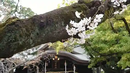 峯ヶ岡八幡神社の自然