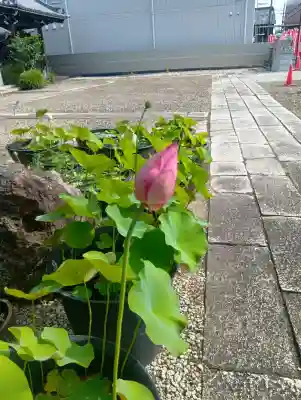 西林寺(愛知県)
