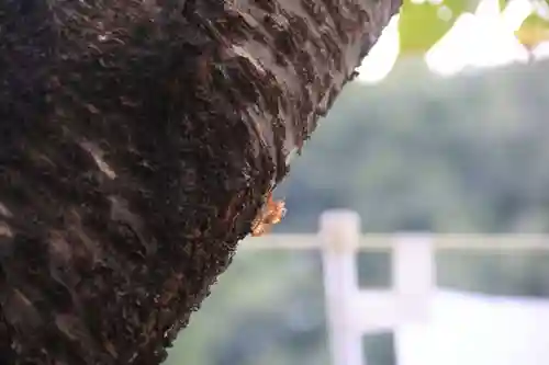 大六天麻王神社の自然