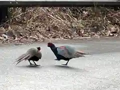 大宮温泉神社の動物