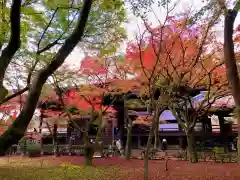 真正極楽寺（真如堂）の自然