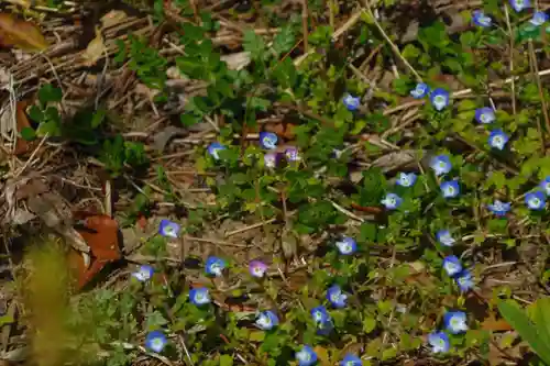 豊景神社の自然