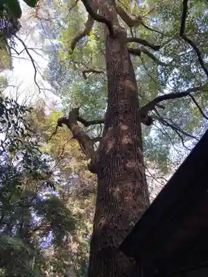 乃木神社の自然