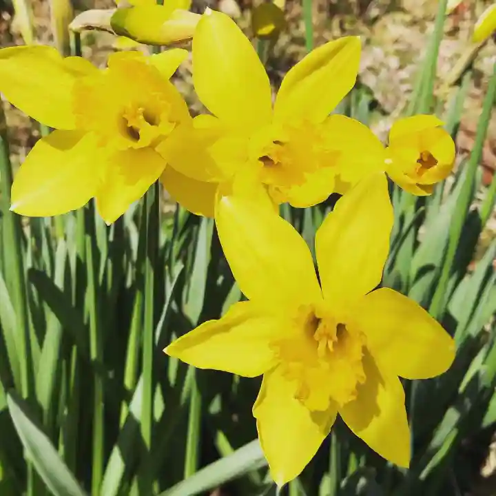 鹿島台神社の自然
