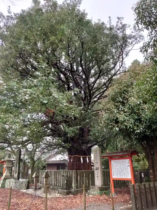 熊野速玉大社の自然
