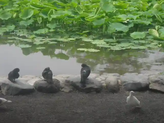 鶴岡八幡宮の動物