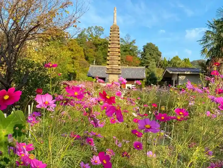 般若寺 ❁コスモス寺❁の自然