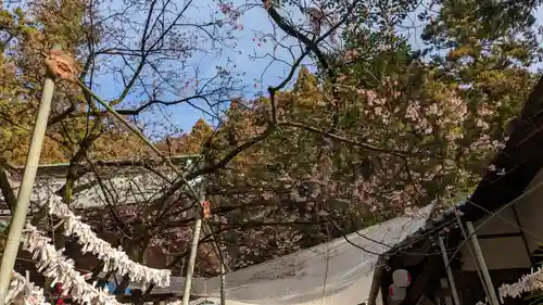 椙本神社の自然