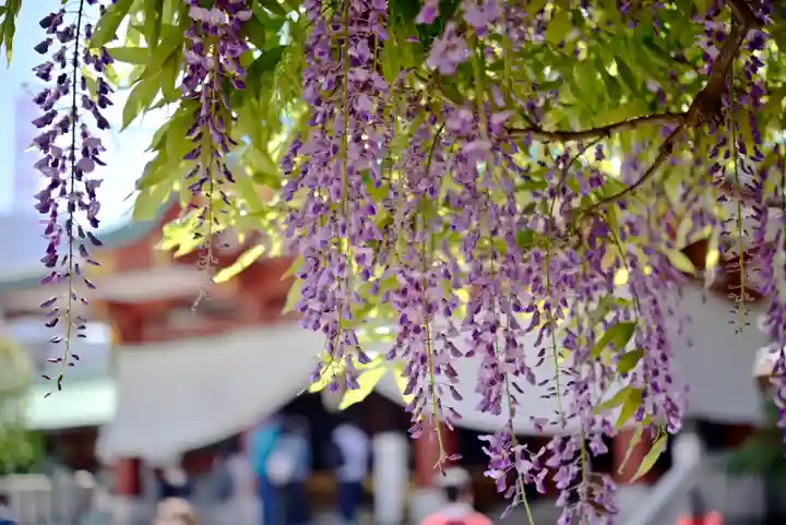日枝神社の自然