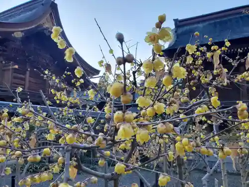 沙沙貴神社の自然