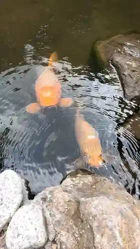 金蛇水神社の動物