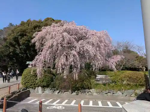 櫻木神社(千葉県)