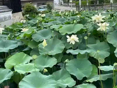 雲龍山 本證寺(愛知県)