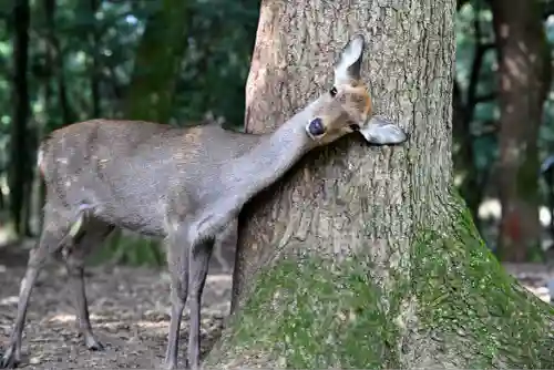 春日大社(奈良県)