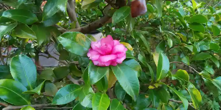 霊源院(京都府)