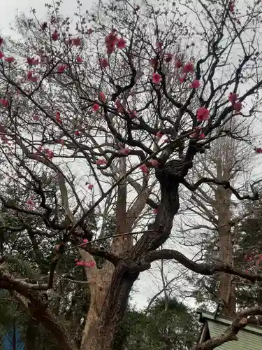 小金井神社(東京都)