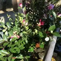 高司神社〜むすびの神の鎮まる社〜の自然