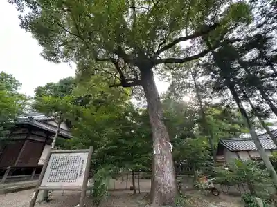 櫛玉比女命神社の自然