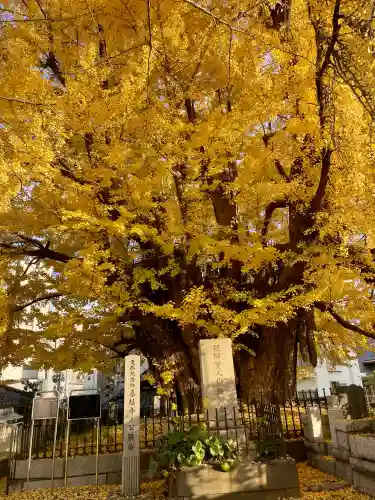 善福寺(東京都)