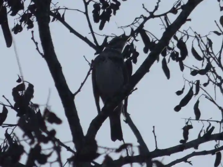 留辺蘂神社の動物