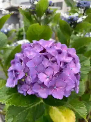 總社 和田八幡宮(福井県)