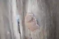 見正寺(埼玉県)