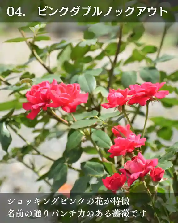 宝光寺(北海道)