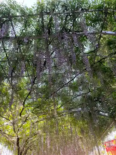足利織姫神社(栃木県)
