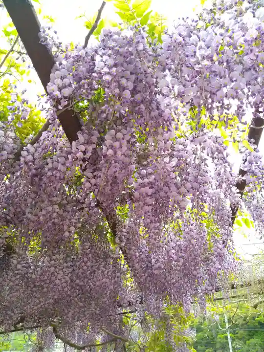 和氣神社(和気神社)の自然
