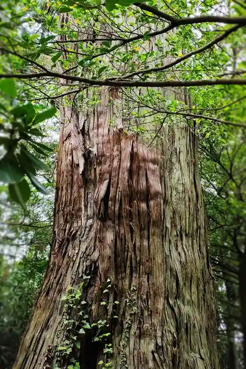 佐麻久嶺神社の自然