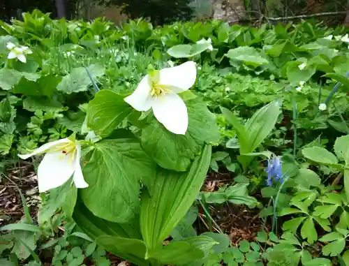 忠類神社の自然