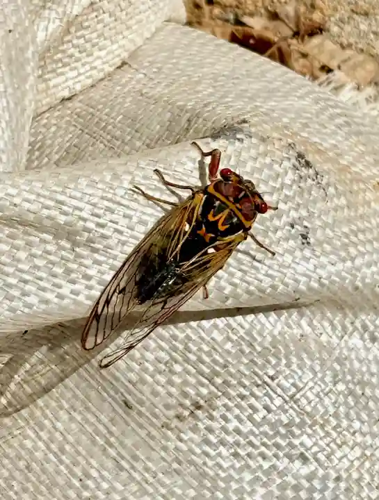 蚊里田八幡宮(長野県)