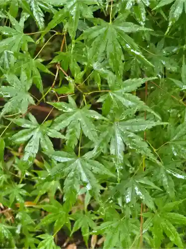 賀茂御祖神社（下鴨神社）の自然