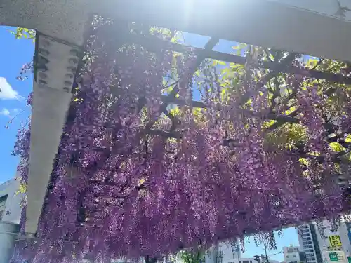 藤之宮　春日神社（野田の藤跡）(大阪府)