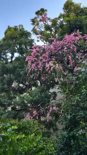 住吉神社の{uncategorized: "未分類", other: "その他", undefined: "問題あり", building: "その他建物", grave: "お墓", sacred_gate: "鳥居", guardian: "狛犬", statue: "像", buddha: "仏像", history: "歴史", nature: "自然", garden: "庭園", animal: "動物", pagoda: "塔", temizu: "手水舎", mountain_gate: "山門・神門", sanctuary: "本殿・本堂", subordinate: "末社・摂社", art: "芸術", scenery: "景色", jizo: "地蔵", ema: "絵馬", goshuin: "御朱印", omikuji: "おみくじ", items: "授与品その他", amulet: "お守り", goshuincho: "御朱印帳", eats: "食事", festival: "お祭り", votive_dance: "神楽", shichigosan: "七五三参", wedding: "結婚式", experience: "体験その他", initially: "初詣", around: "周辺", anti_infection: "感染症対策"}