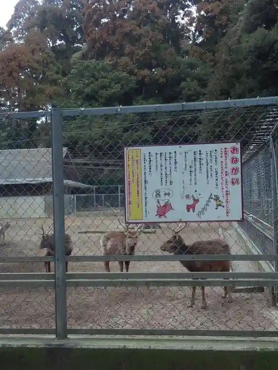 鹿島神宮の動物