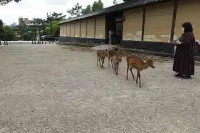 興福寺 五重塔(奈良県)