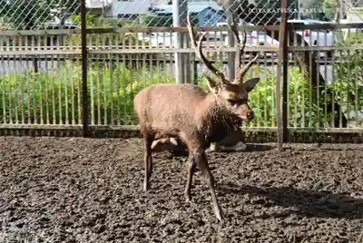 相州春日神社(神奈川県)