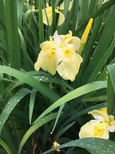 伊佐須美神社の自然