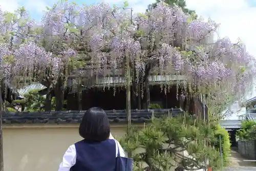 當麻寺の自然