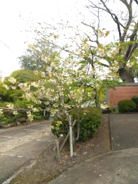 阿智神社の自然