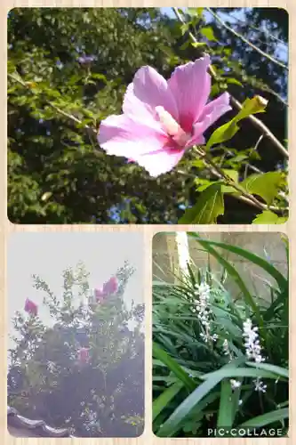 阿智神社の自然