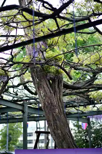 國領神社の自然