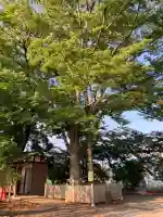 高椅神社の自然