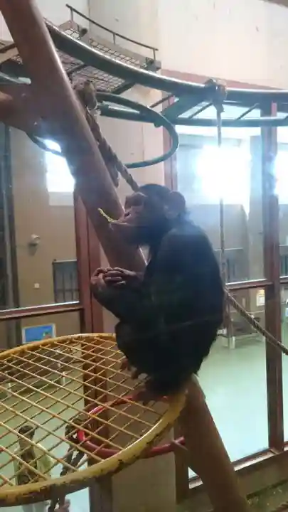 旭川神社の動物
