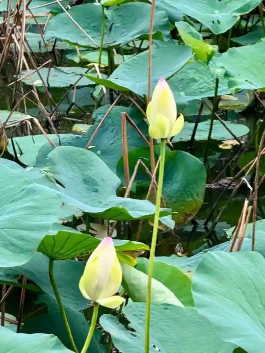 東福禅寺(東福寺)(京都府)